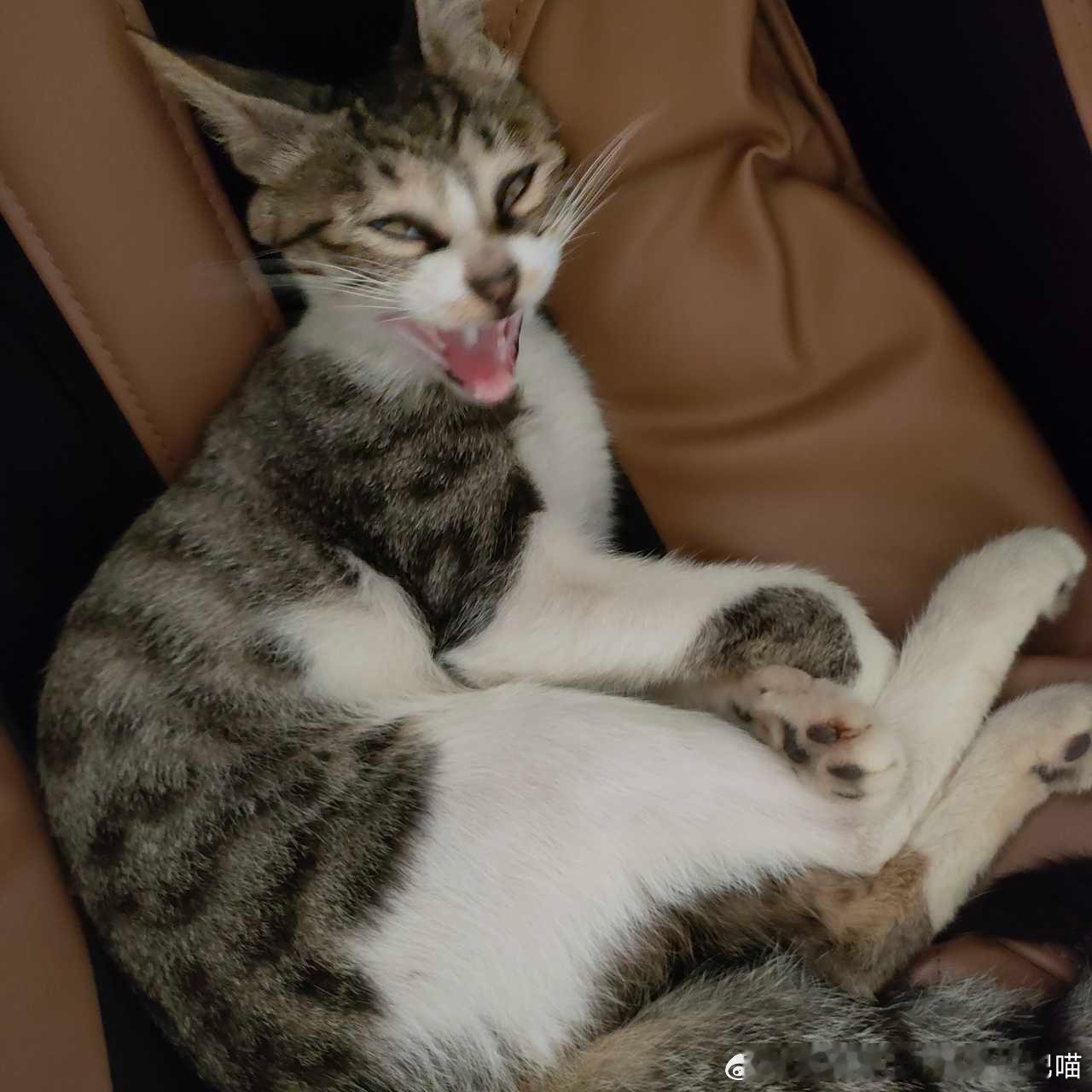 49773【丑猫】赖皮蛇强势来袭！ 