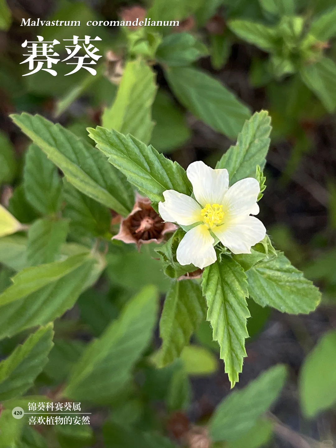 福州植物打标420｜花型特别的赛葵