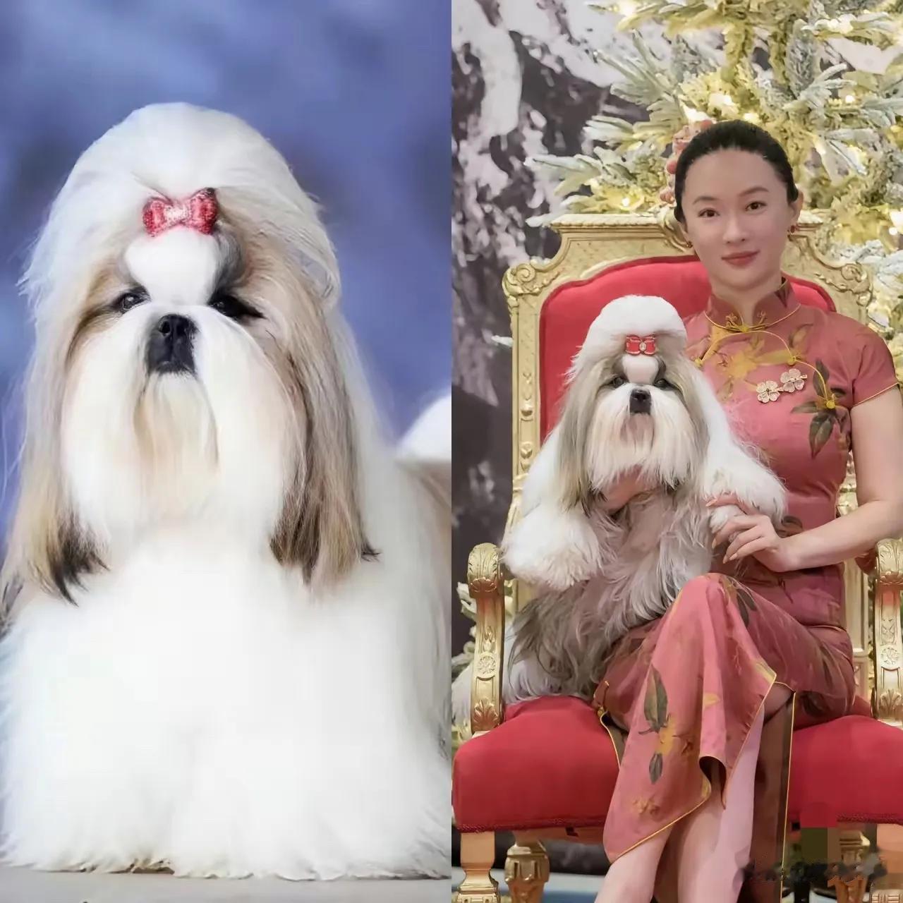 精彩绝伦，霍思燕的狗狗不愧是世界第一。
霍思燕的狗到底有多强的实力，能够在世界级