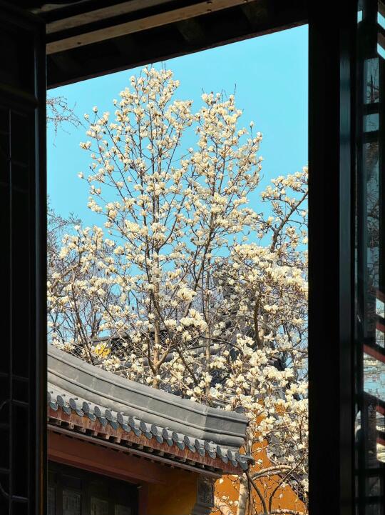 在南京🌸一抬头就看到梵高笔下的春天…live