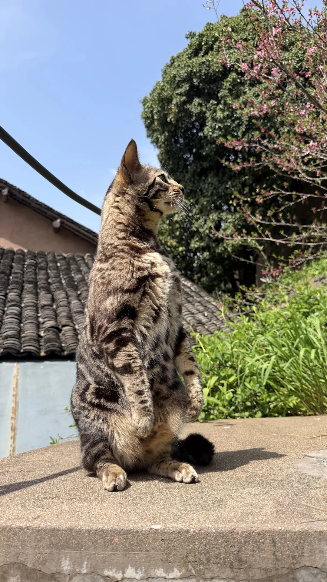 就这么水灵灵地变成了袋鼠