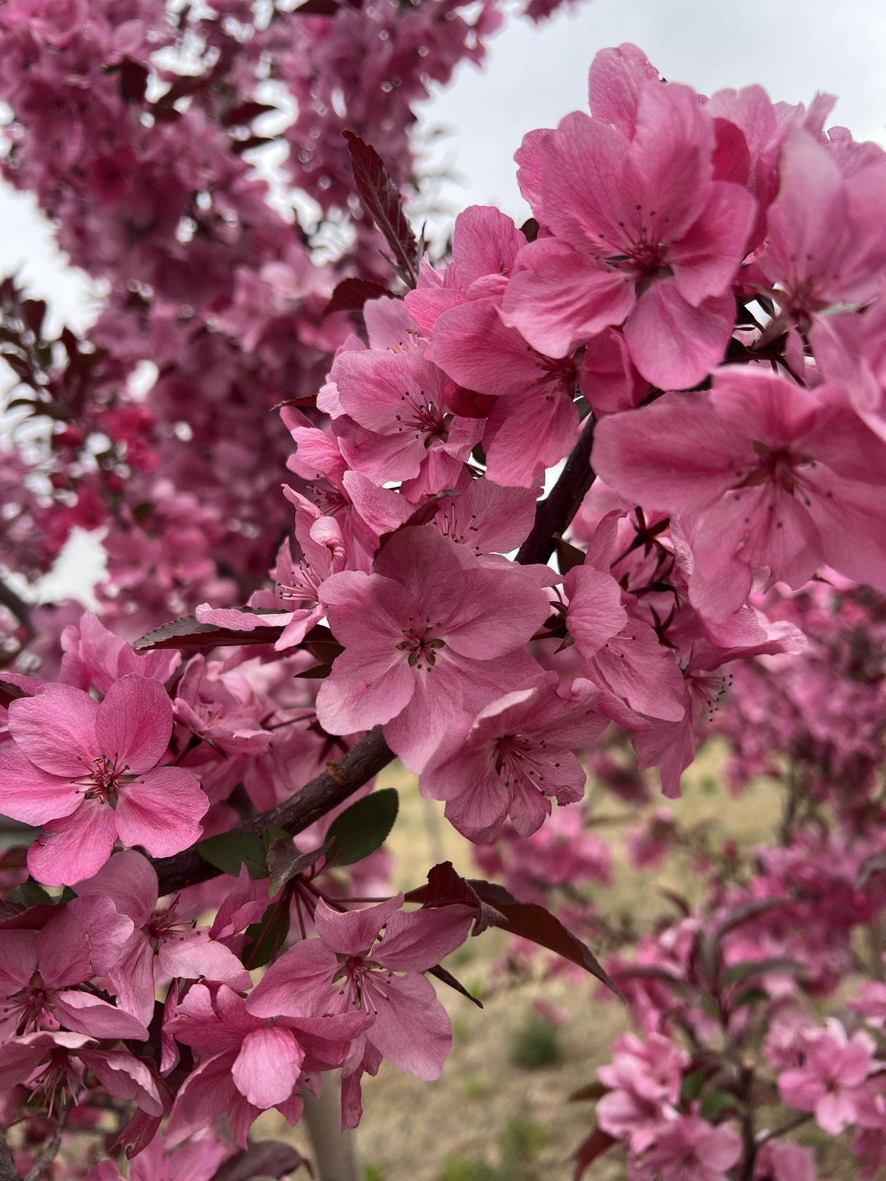 其实我是不知道今天是第43届桃花节开幕的日子，今天我是准备去河口古镇路过这里的发