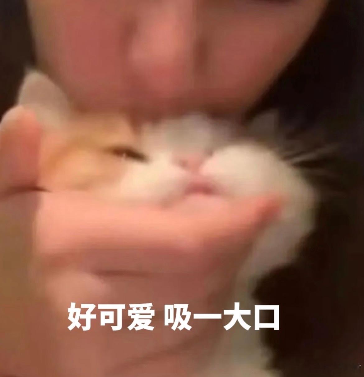 好想一只猫