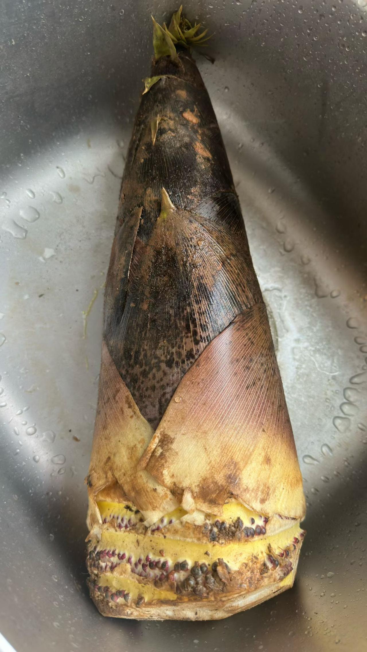 给自己一句话，你会说什么?
不要辜负美味。
昨天买了一根大毛笋，这是春天天目山脉