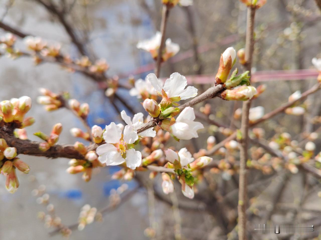 看我家小院樱桃花，怎么样啊？看到花丛中的小蜜蜂了吗？