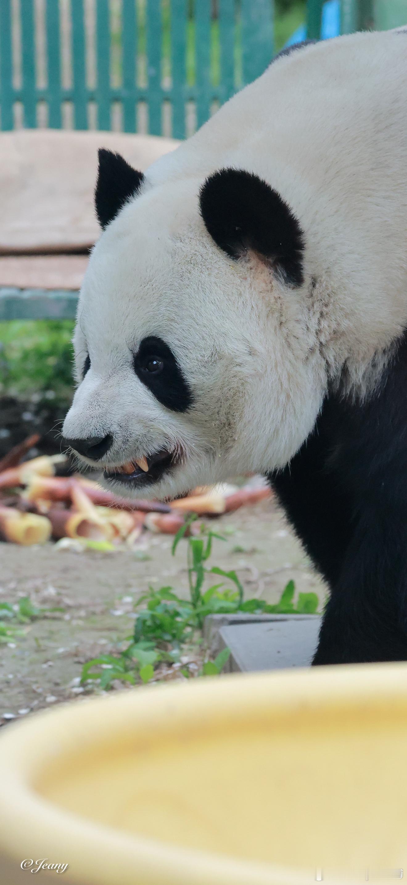 4.26萌兰今天胖宝宝好厉害…大熊猫萌兰