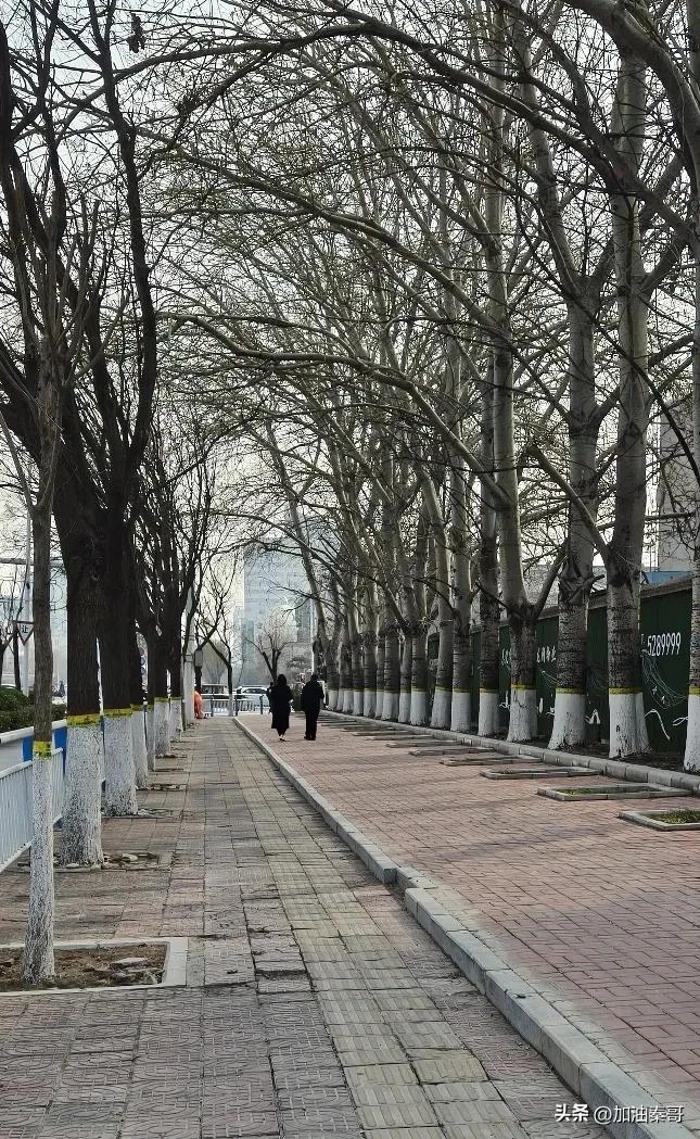 午后、暖阳、大树、情侣，
你是不是非常期待或欣赏❓
初春的暖阳不急不燥，
一对年