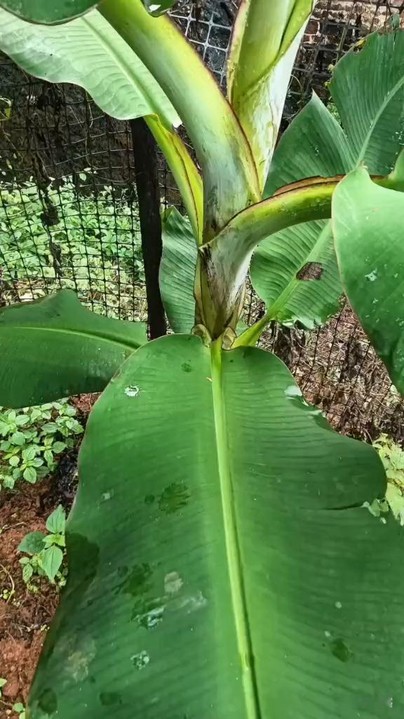 十二月的第一天，许个愿吧，愿我们在二零二五年的最后。