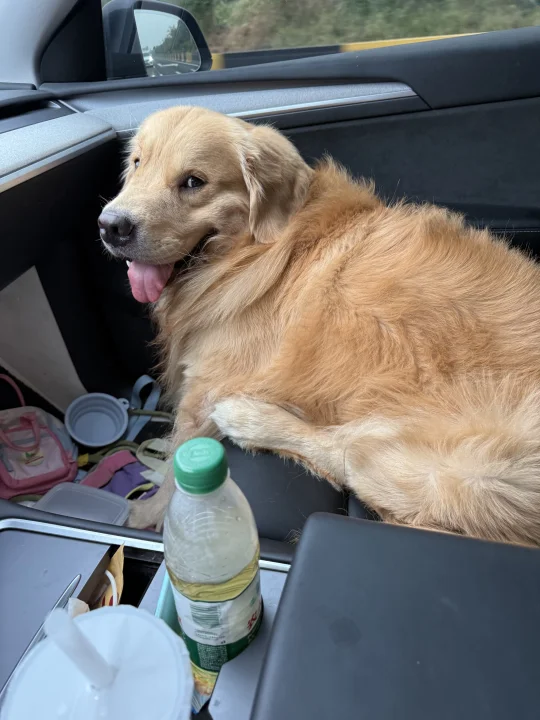 左滑看小黄坐两天车变老黄