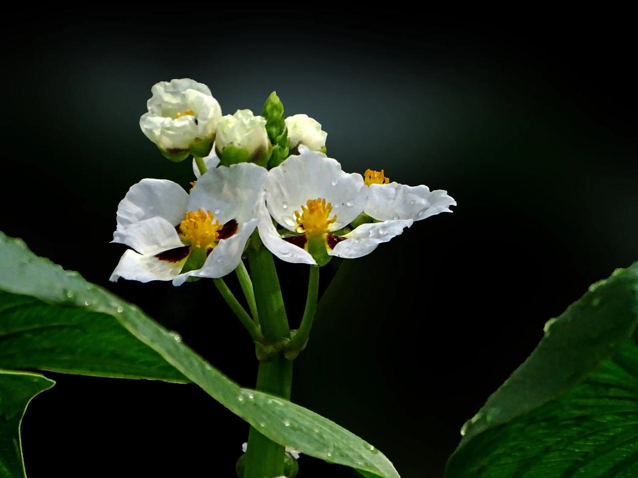 《“泽泻”开花》
泽泻，是泽泻科泽泻属多年生水生或沼生草本植物。泽泻是一味中药材