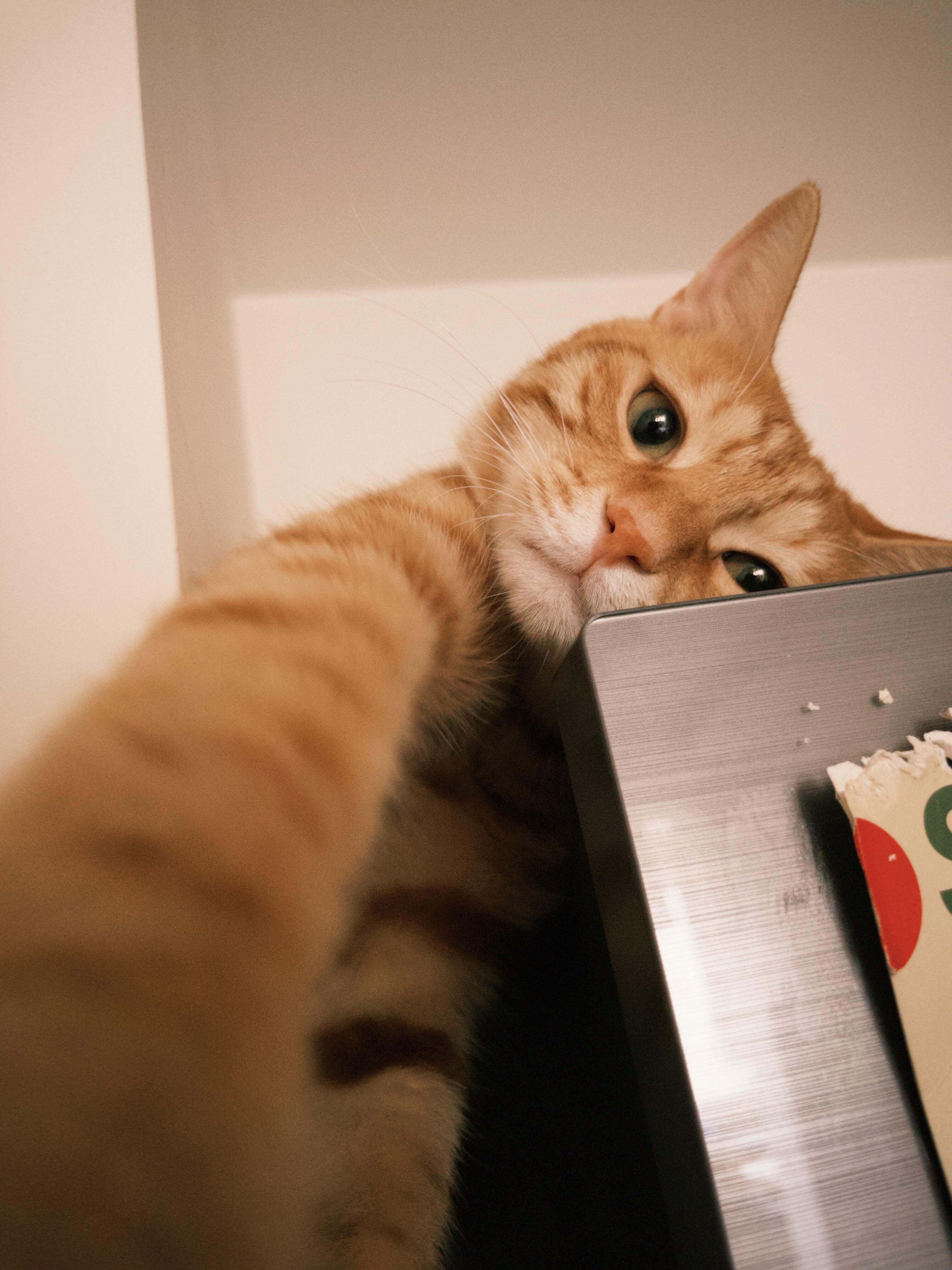 牵了咪的手 就是咪的人 