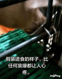 准备戒糖了 未来一个月目标只喝水不知道能不能做得到 
