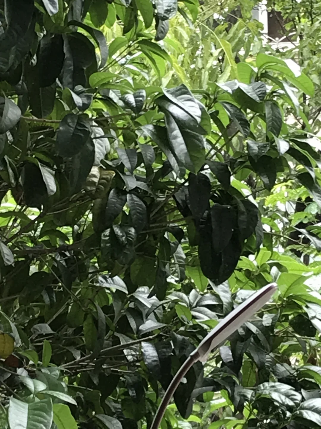 端午佳节到
