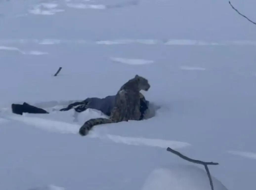 新疆官方详解咬伤滑雪游客雪豹捕获全过程

1月30日，新疆富蕴县林草局发布权威通