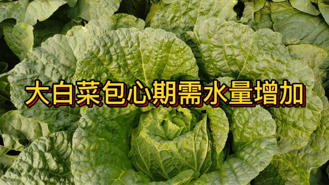 #种大白菜怎样浇水#种大白菜浇水有讲究。播种后要及时浇透水，利于种子发芽。幼苗期