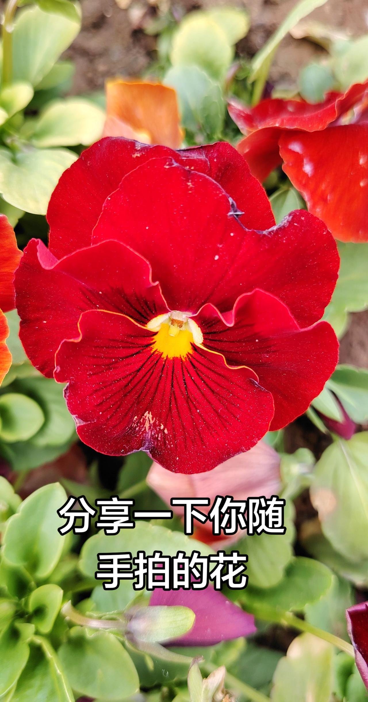 分享你的红色花朵 红花太美了