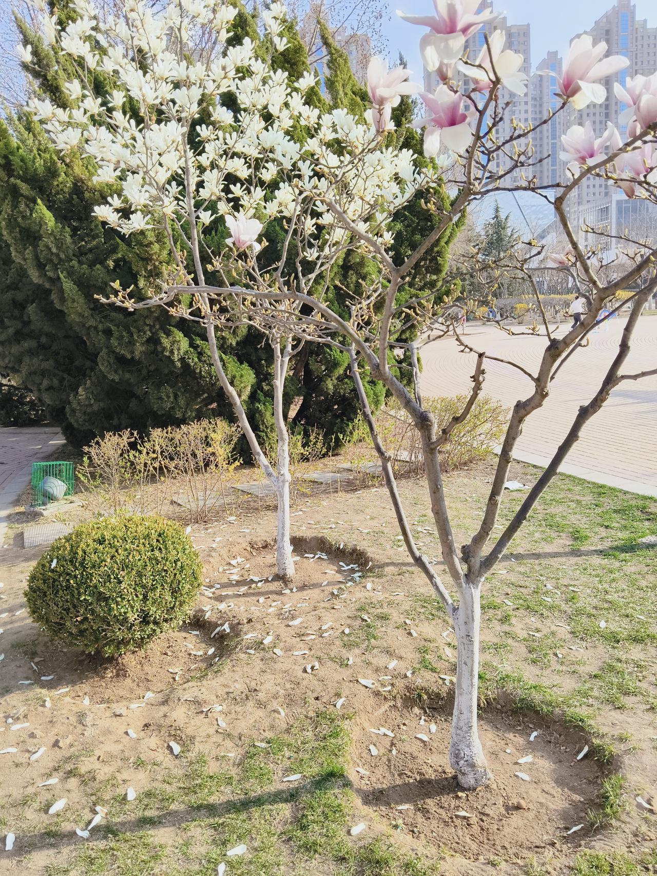 玉兰花开时