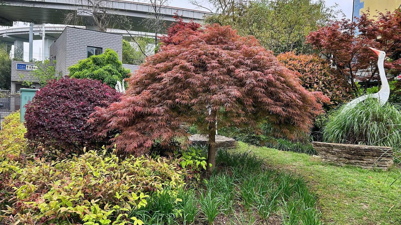 春天晴日，行走于大街小巷之间，处处可见花花草草，争妍斗艳，各种树木亦高低有序，叶