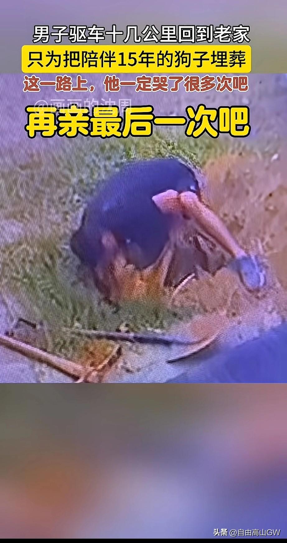 男子驱车十几公里把陪伴自己十五年的伙伴埋在自己的老家，可见这个忠诚的伙伴离男子而