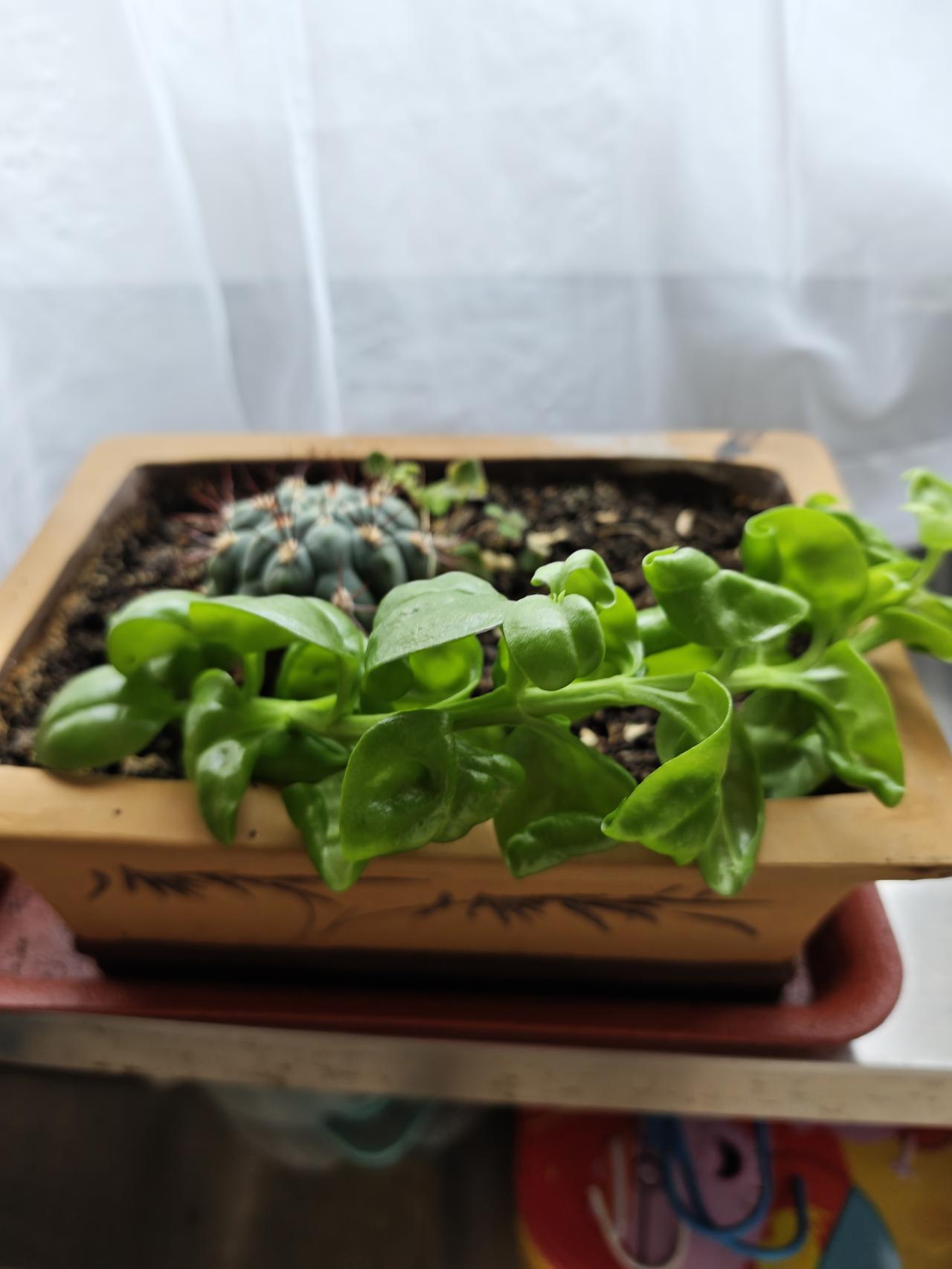 现在，这主花长得不咋样，可不知道什么时候，它的旁边长出来了一棵副花。
这花是自个