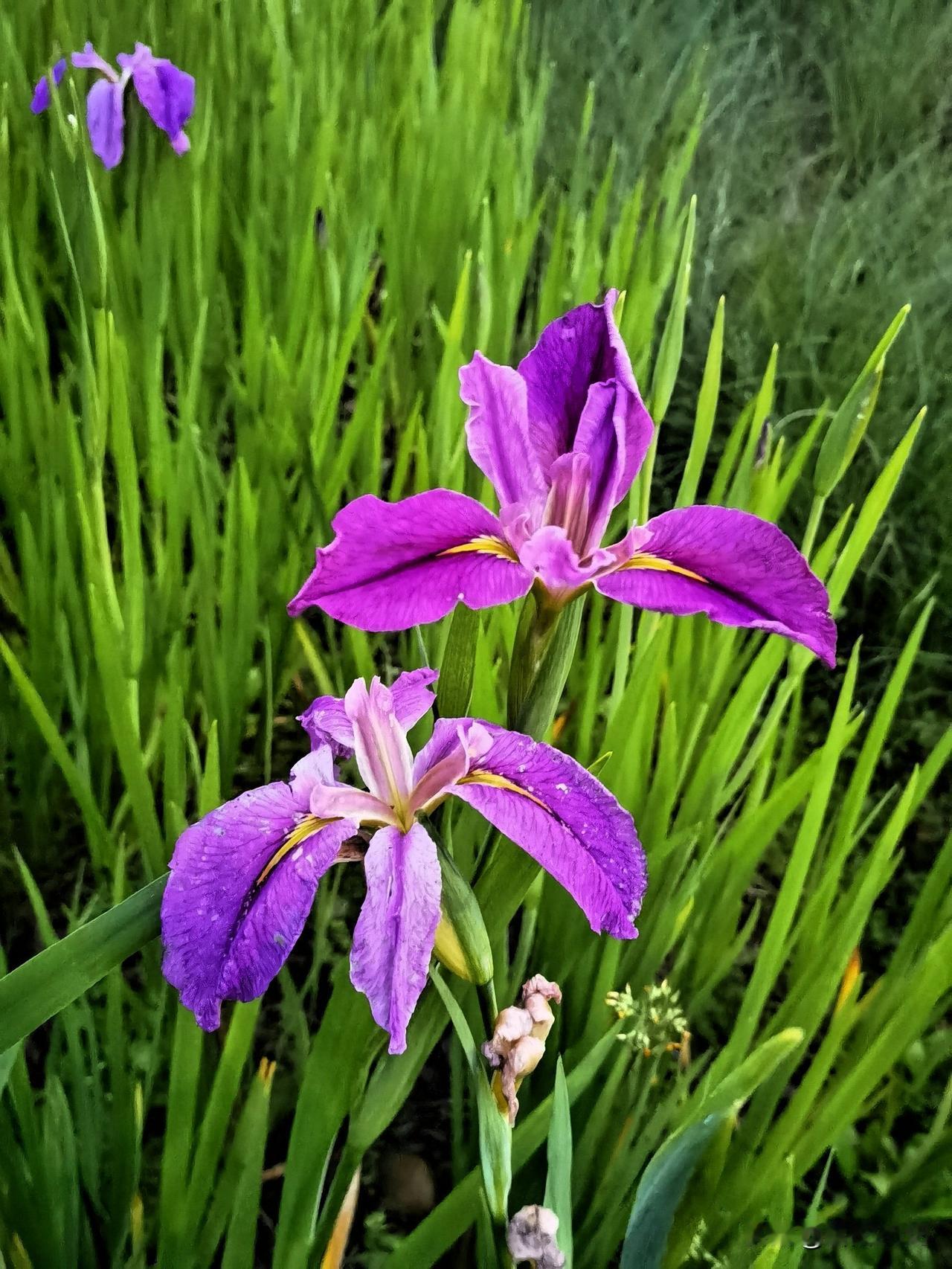 昔日打工人，今日退休人，这个五一，把风景让给还在奔波的年轻人吧。

还有一天就是