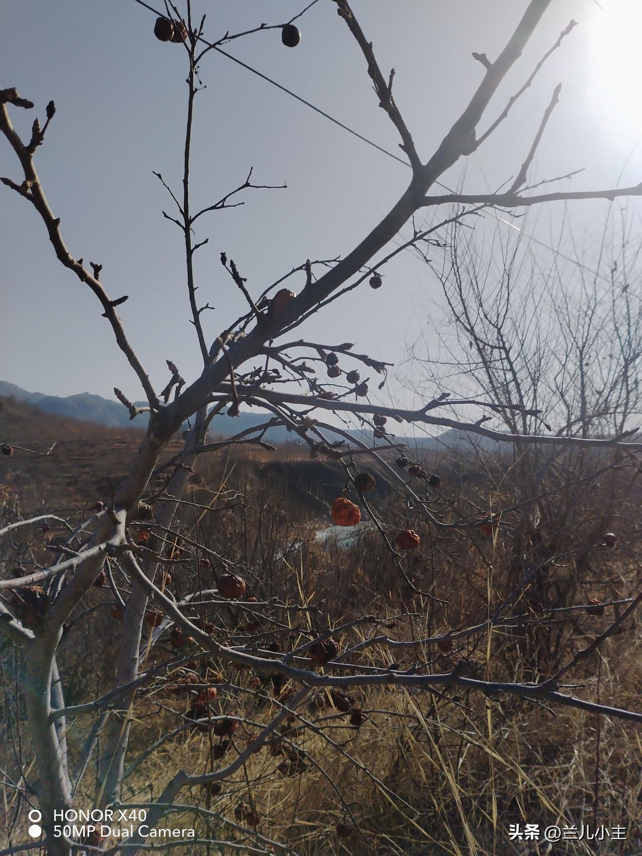 今天是二月最后一天，明天就是三月一了。家里开始给果树剪枝了，一年的忙碌又开始了。