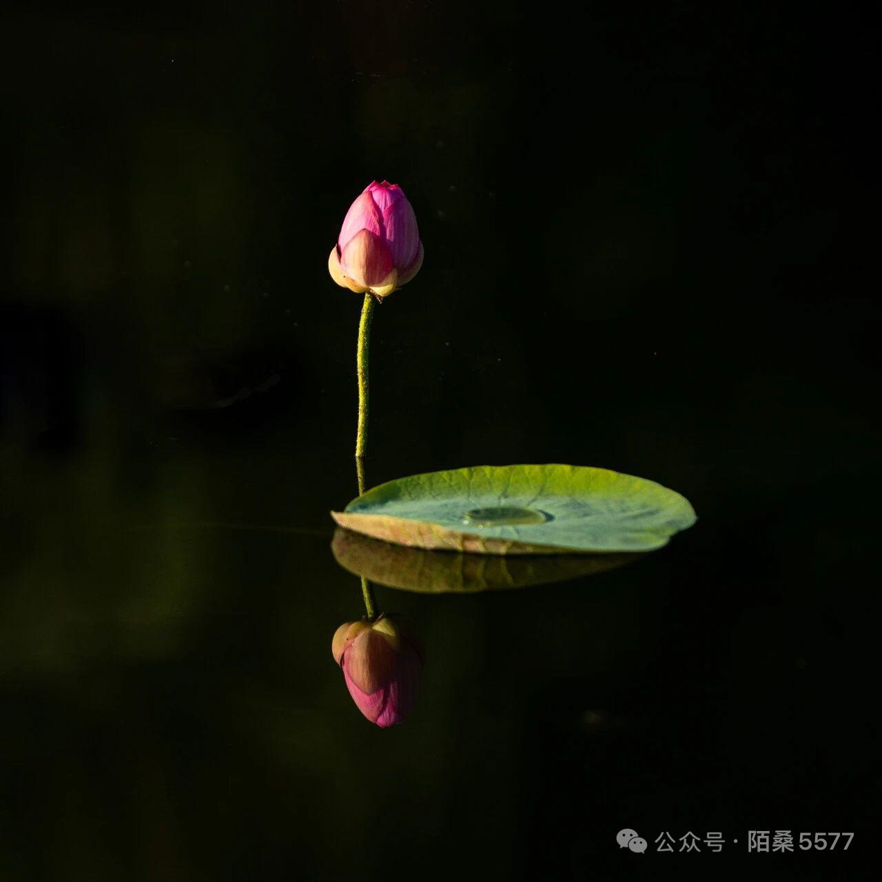 荷塘润色……