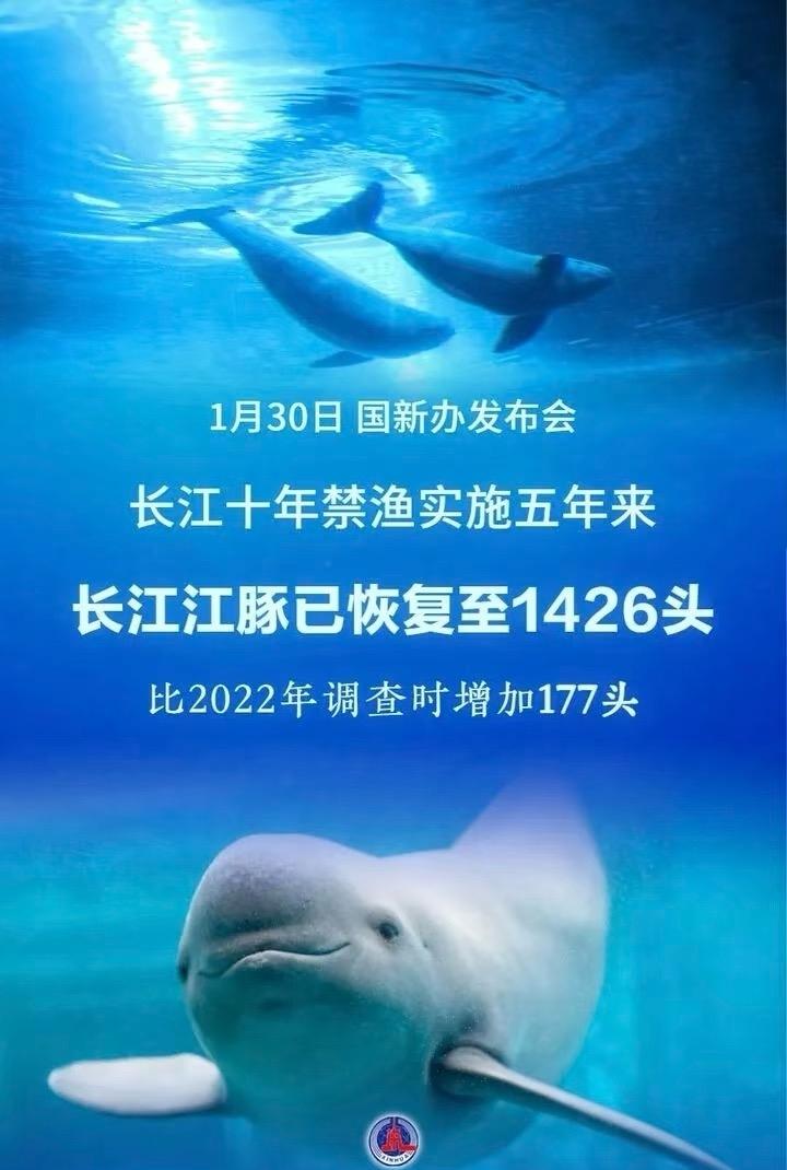 1426头！长江江豚！

今日国新办发布长江江豚最新数量，长江江豚数量实现恢复性