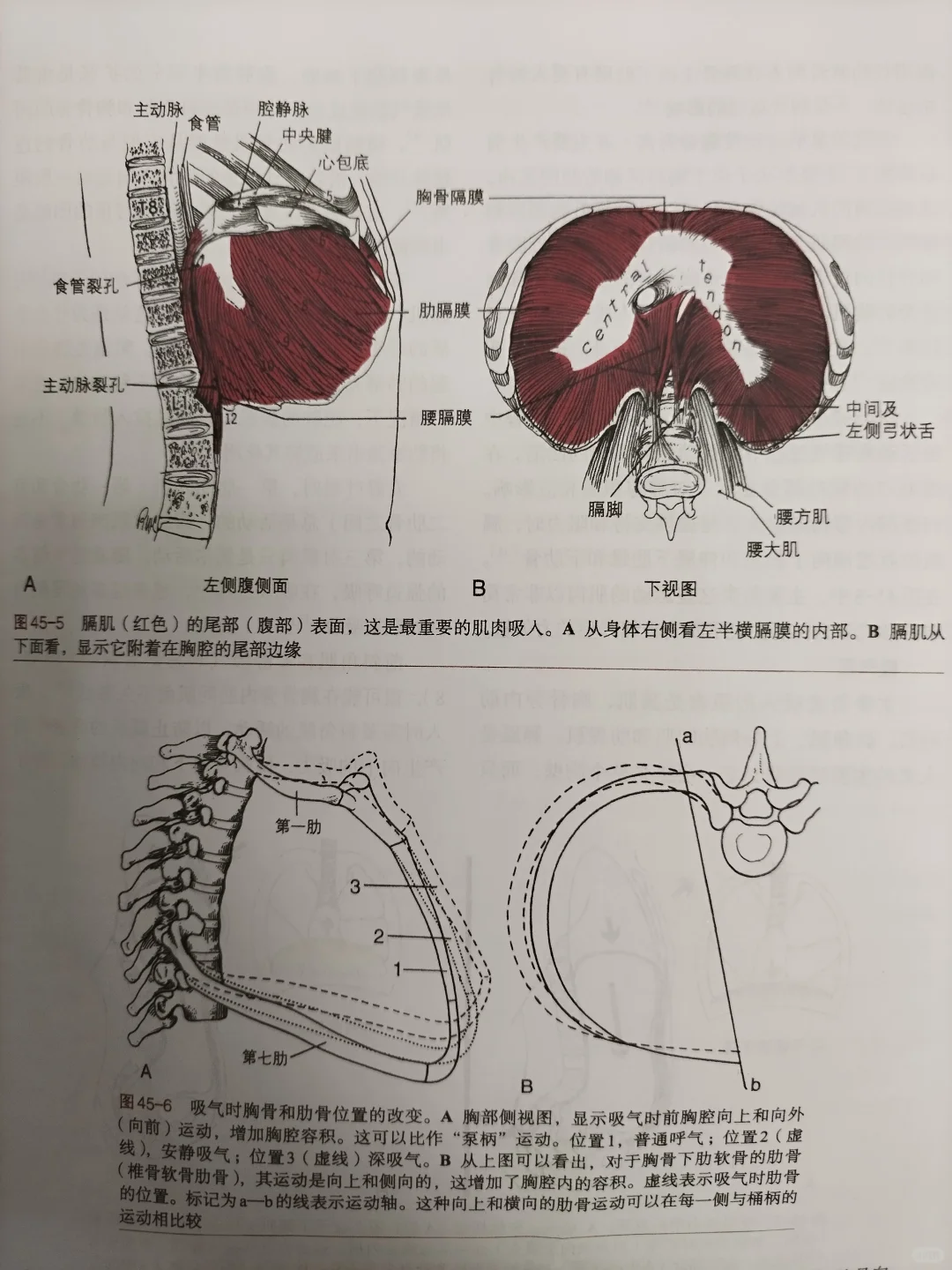 呼吸力学