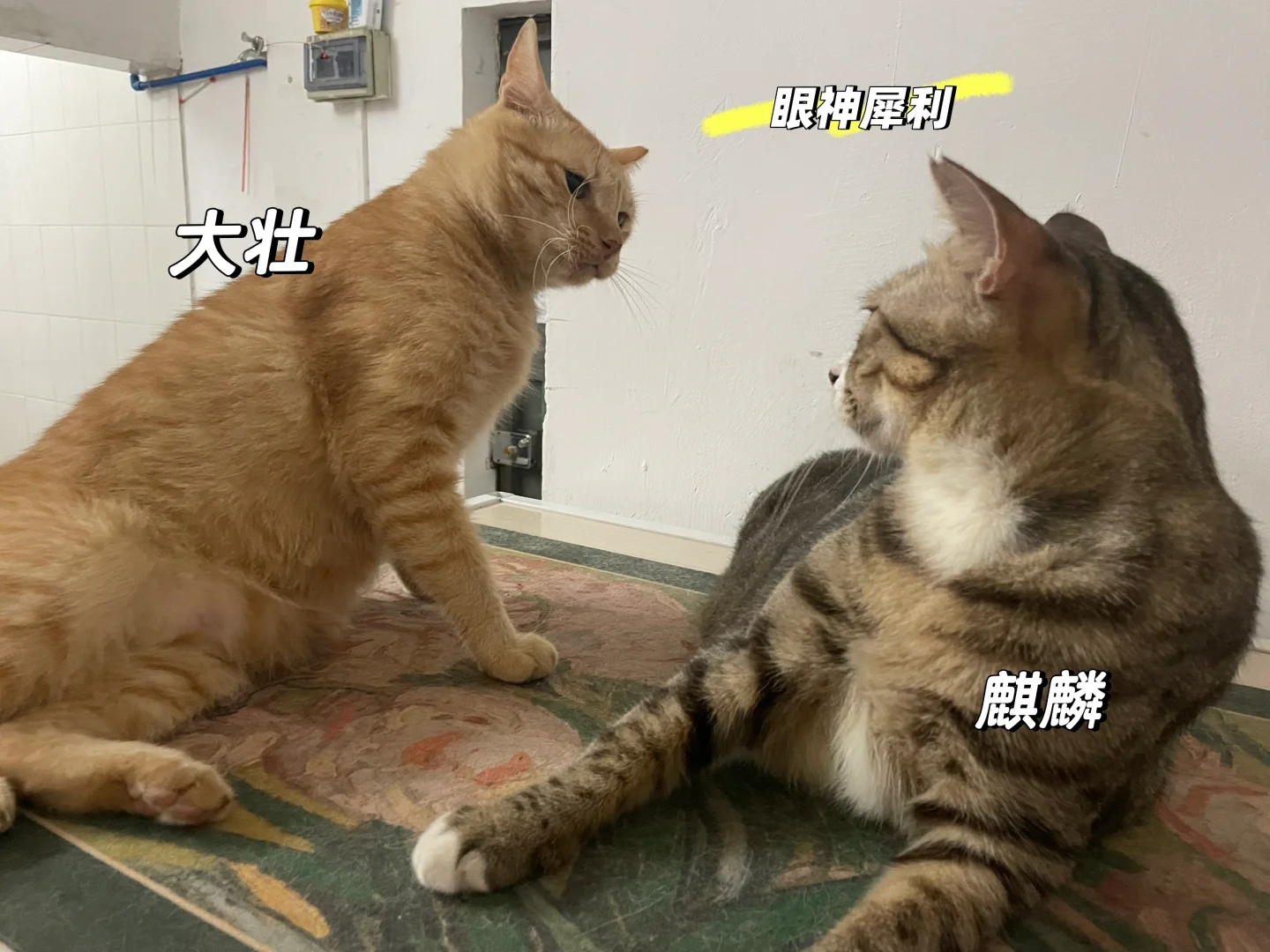大壮VS麒麟