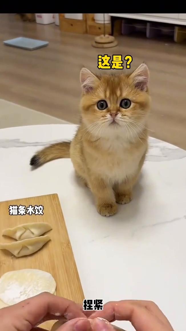猫条水饺。
捏紧，这是？下锅煮熟，太好次了！