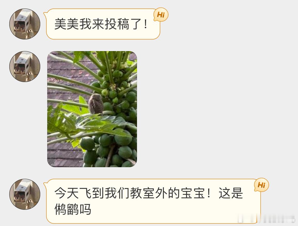 窗外的【斑头鸺鹠】（生僻字念半边学校里就能看到猫头鹰🦉真不错！ ​​​