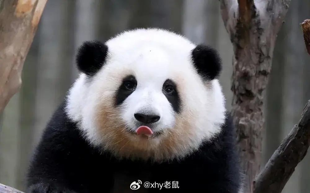 不信你试试成年的大熊猫在野外几乎没有天敌
