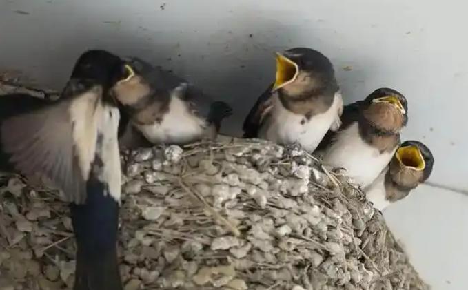 [浮云]富贵人家从不筑燕子窝，老祖宗早讲清其中玄机：若家中出现燕子，实则是在提醒