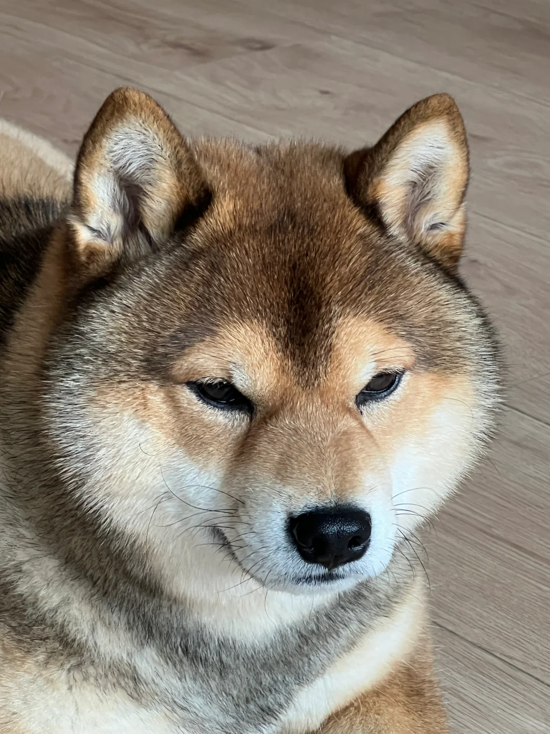 狗子：你们的心碎过吗？ 我的刚碎💔
