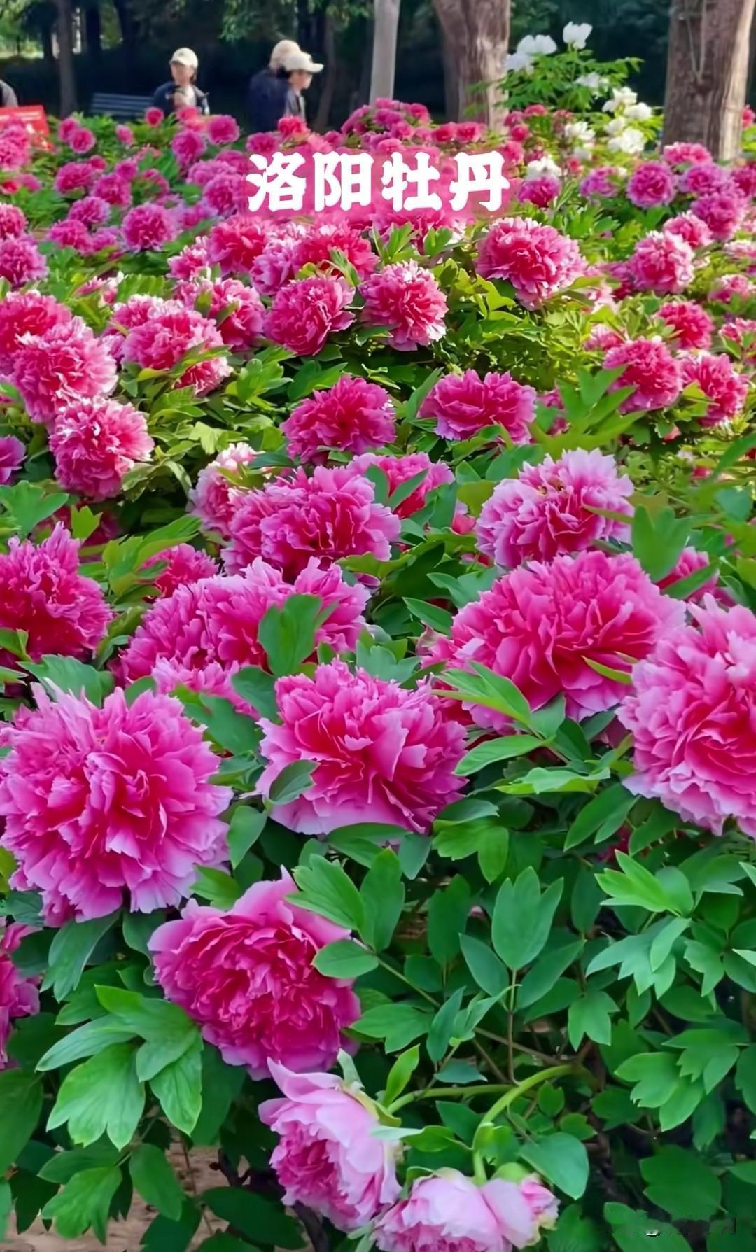 春天赏牡丹，洛阳和菏泽到底该选谁？
一个是千年帝都的国色天香，自带诗词古韵与皇家