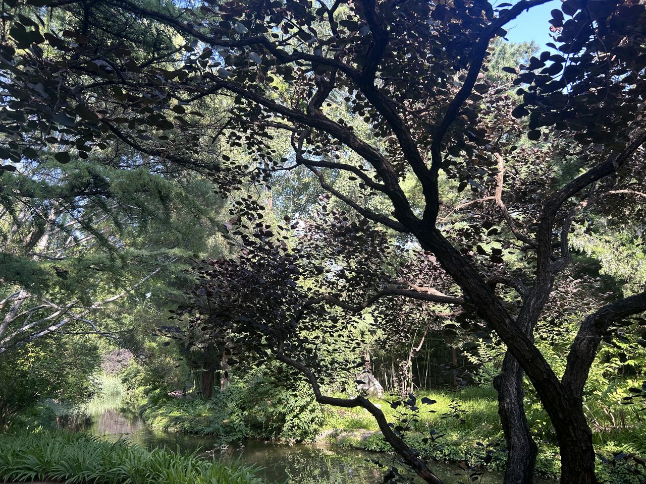 晴日园林，古树枝干苍劲盘绕，满树紫叶沉沉，晕染出独一份的温柔色调。
后方青松翠竹