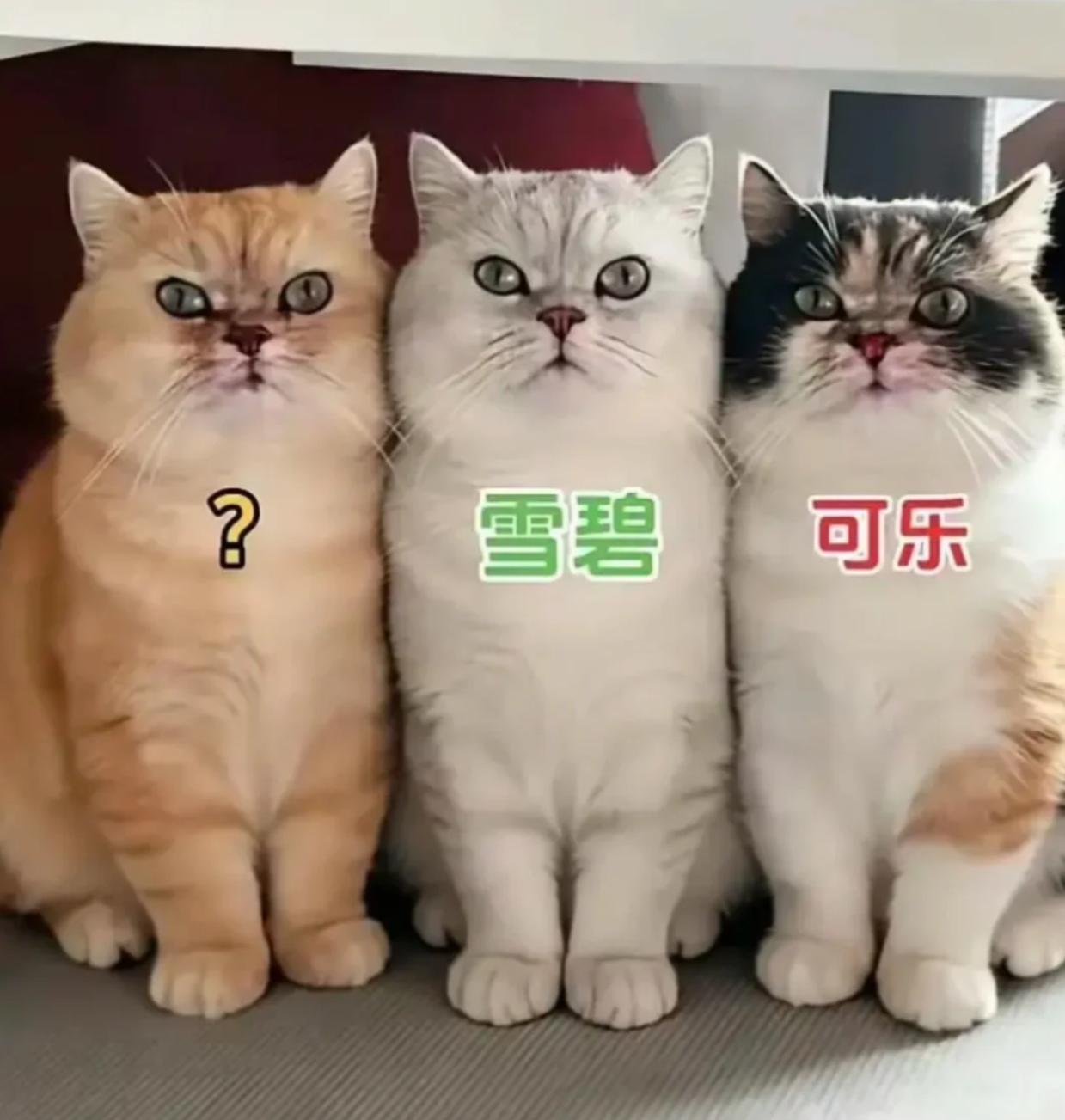 求帮忙给我家橘猫取名字。邻居家的猫叫雪碧，朋友家的猫叫可乐。想给自家猫取个类似的