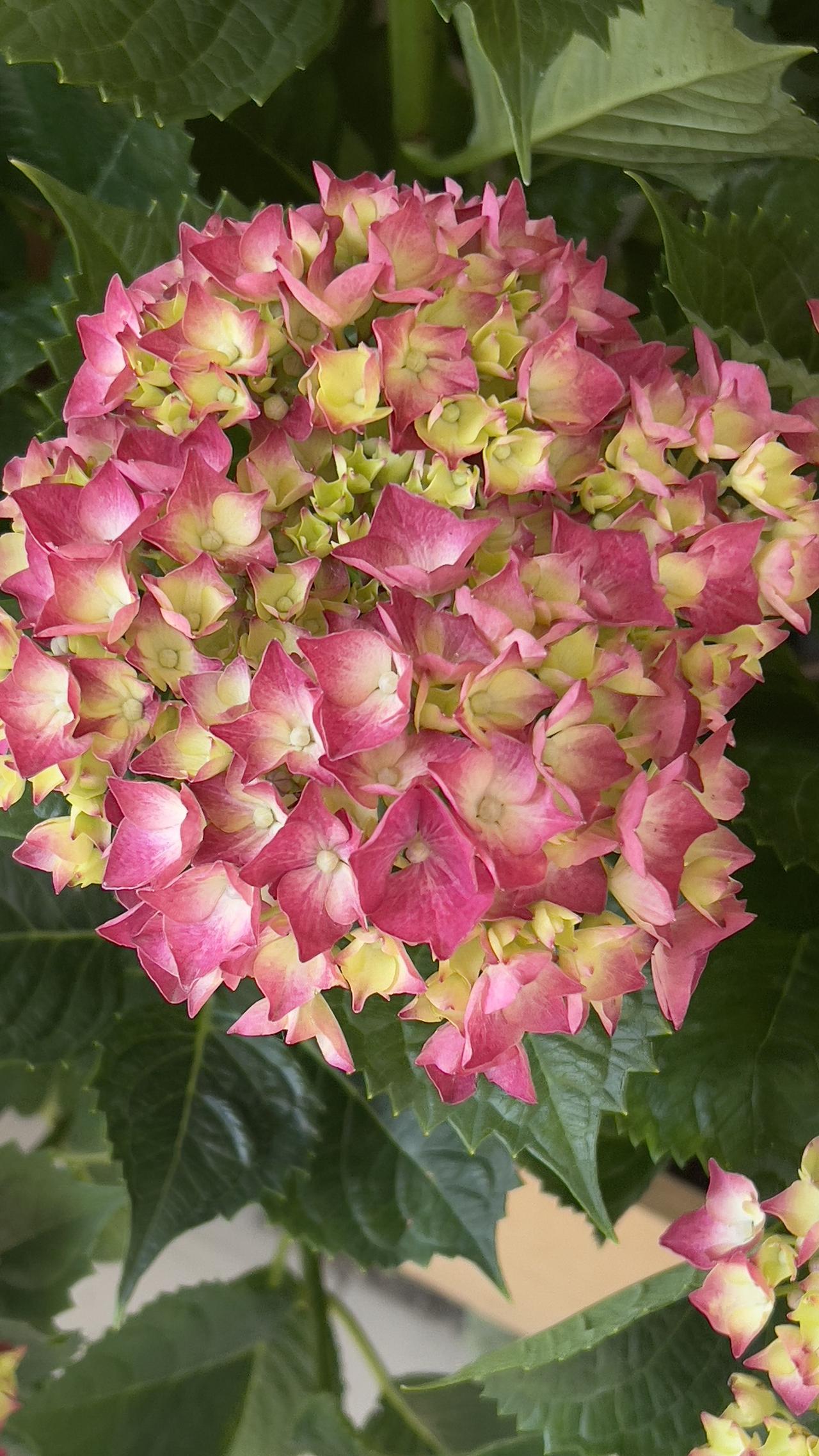 这是我昨天在小区附近遛弯时拍摄到的大花绣球，这一位商铺老板养的大花绣球，她养的绣