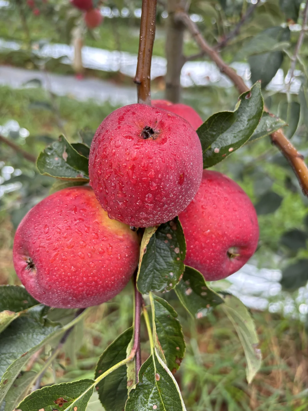 快丢掉手里的冻库果，我们的新鲜红露🍎纯甜！