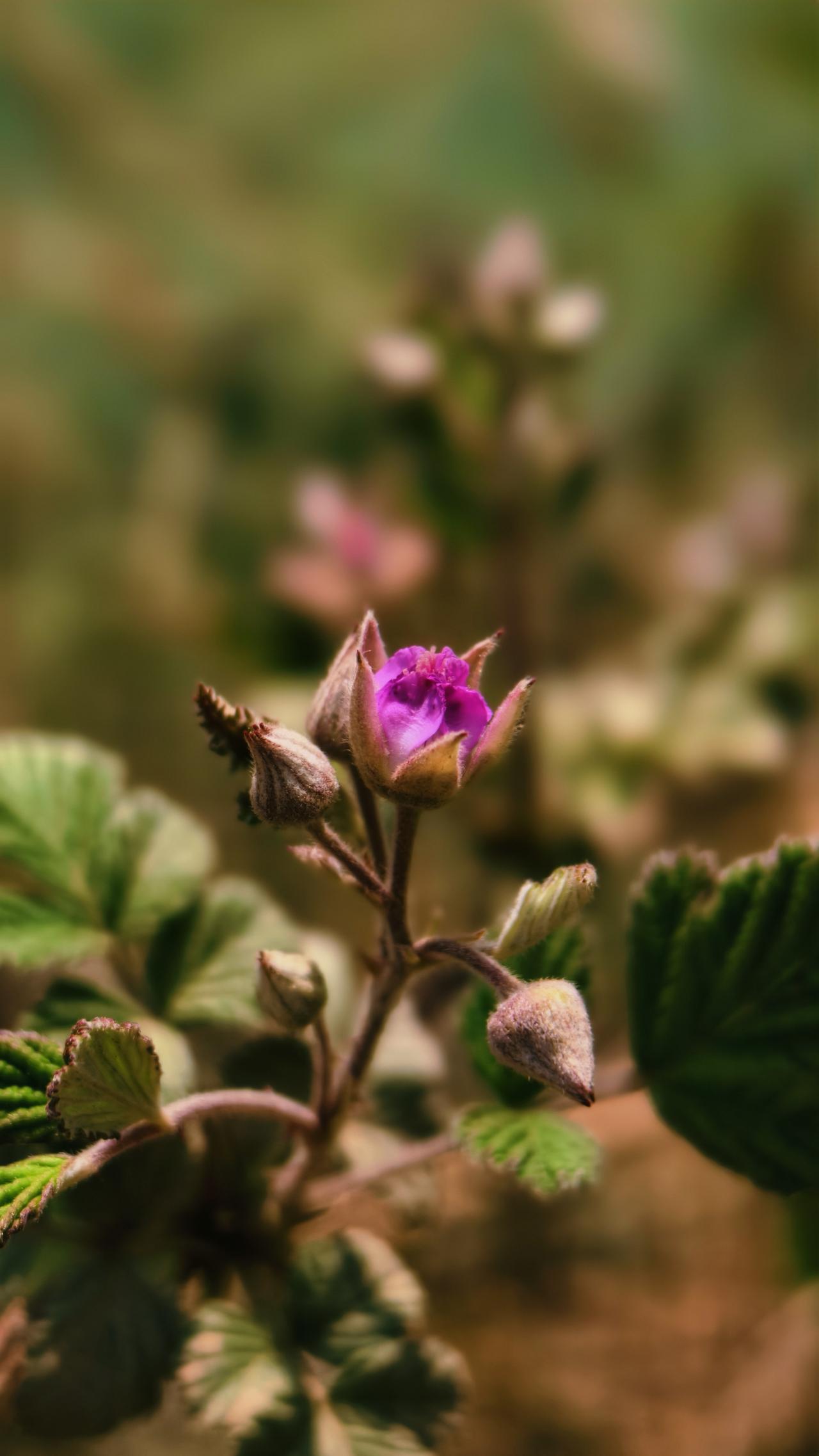 有没有漂亮的花朵图片吗春天的太多了总是拍不完分享一张绚烂绽放的花