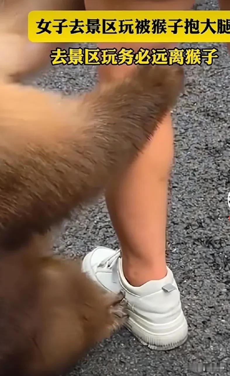 听说一女子去景区被猴子抱大腿了？被猴子教做人啦？

十月末我要去成都参加一个论坛