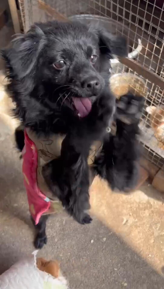 教你如何区分真假救助！（1）