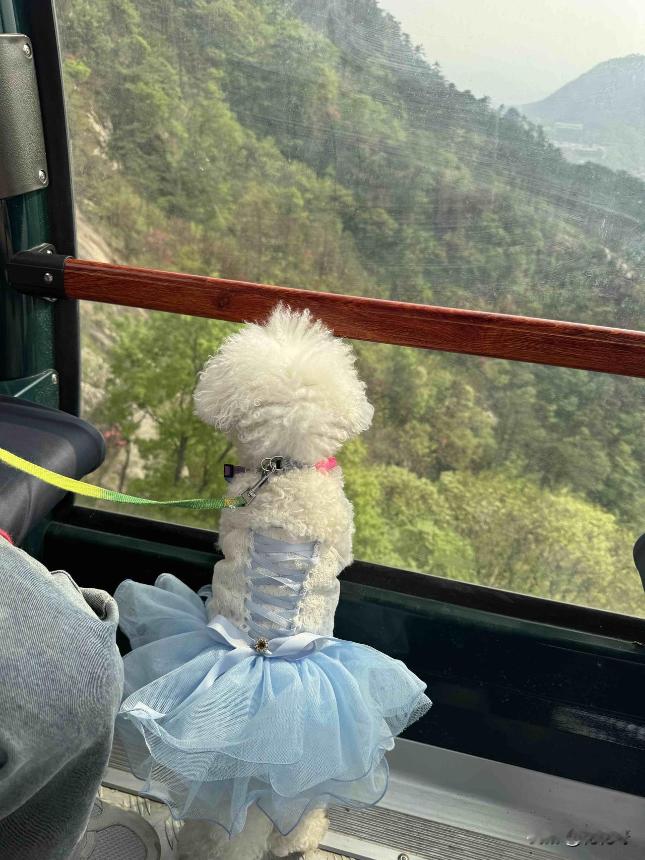 周末这天气简直绝了，最高气温27度，风平浪静的，太适合出游啦！我带着小比熊直奔龟