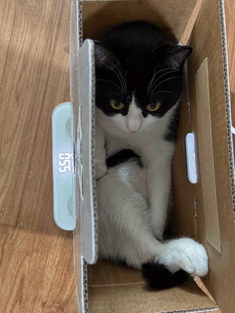 我爱纸箱子，其他的事一点都在意不了。daily奶牛猫 （投稿：） 