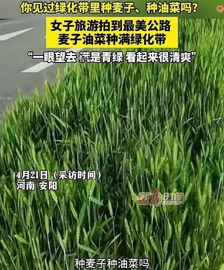 绿化带不种花种草改种小麦油菜，河南安阳这波操作直接火出圈！

别觉得是乱开荒，人
