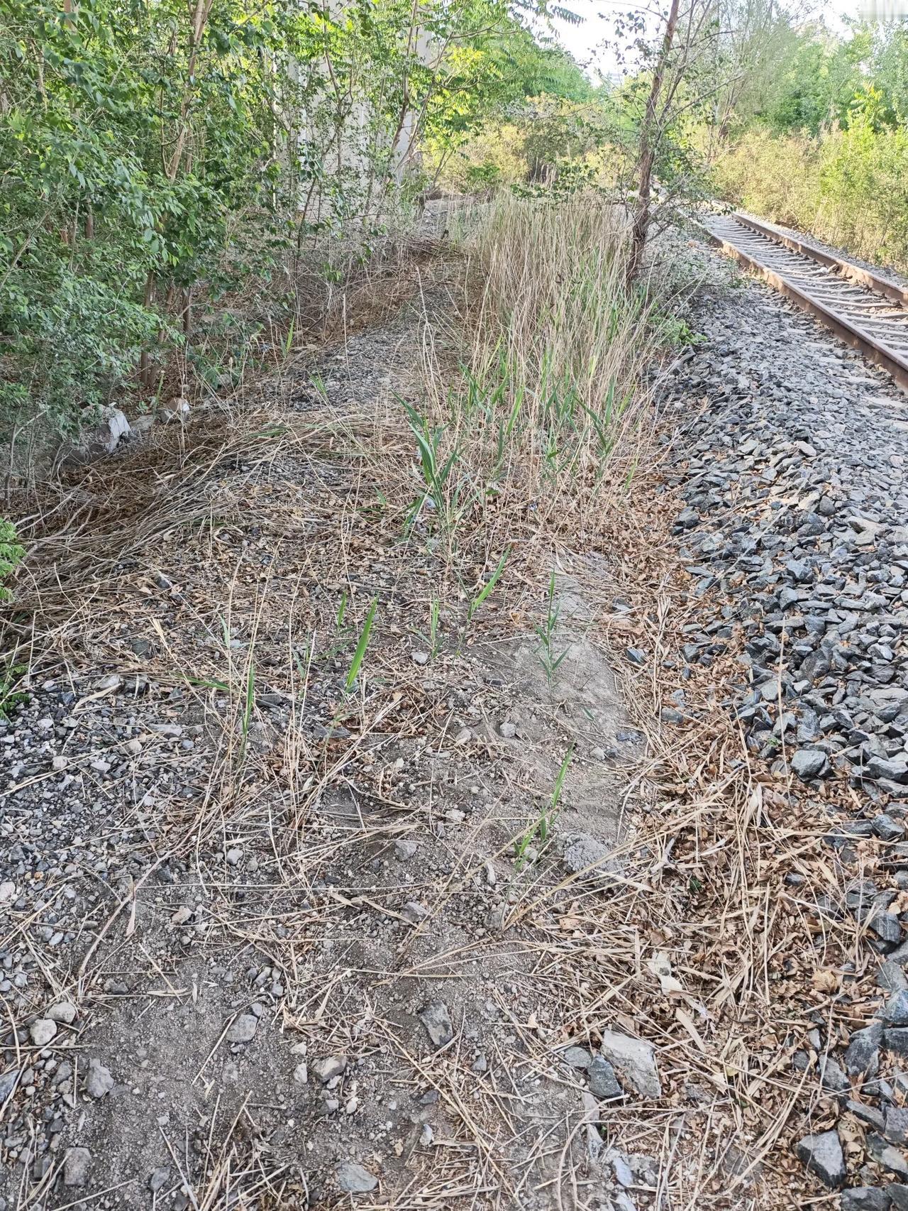 五一劳动节 开荒种地
五一假期，于一段废弃铁轨之畔散步时，无意间发觉一块小空地，