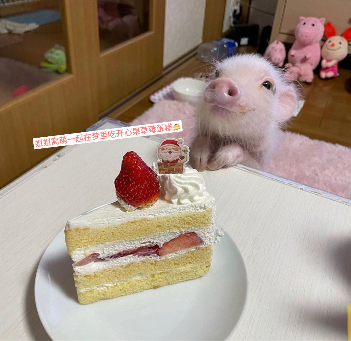 张元猪：姐姐要和窝在梦里一起开心地吃开心果草莓蛋糕🐽🍰 