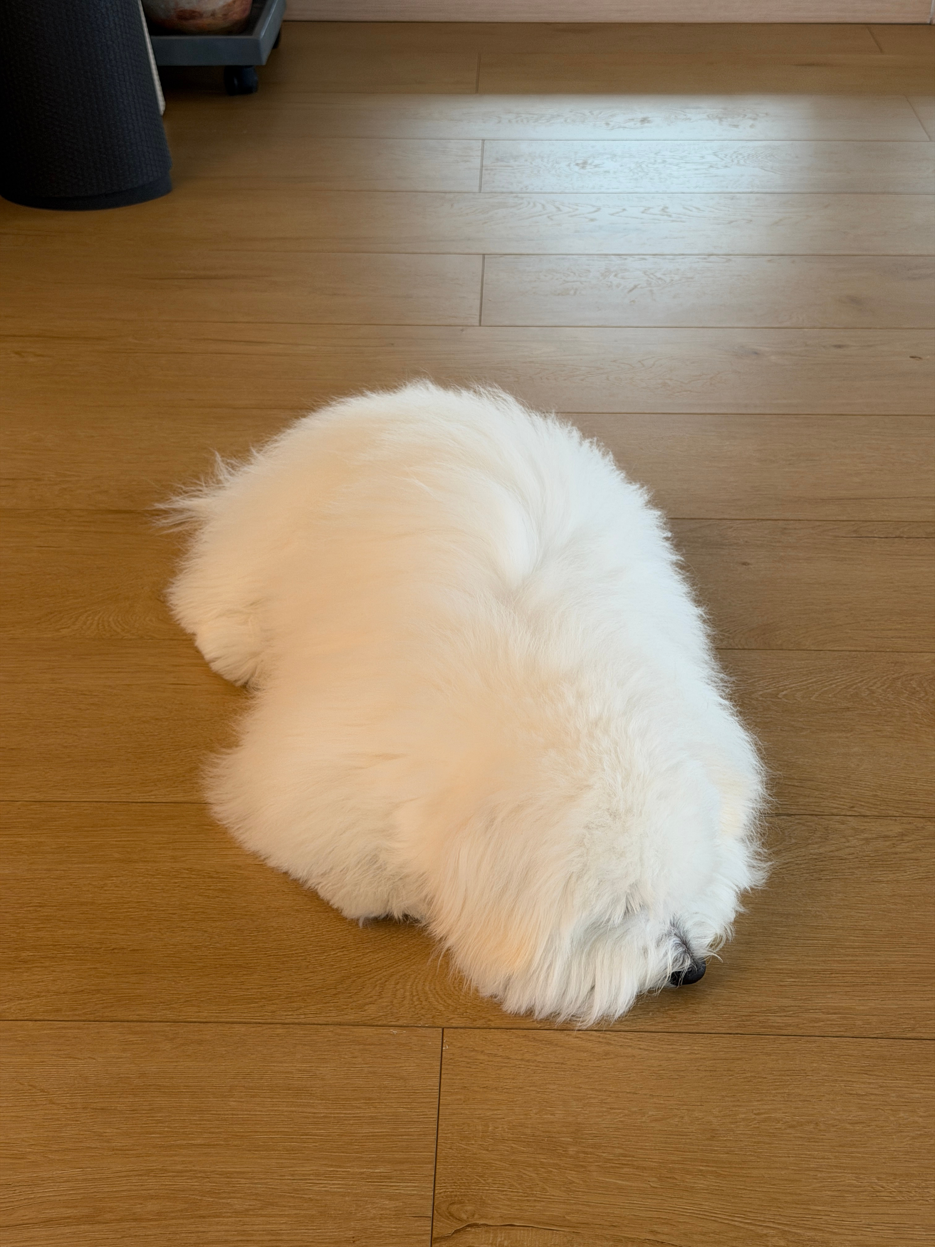 如此美萌的小狗！！！棉花面纱犬！大胆猜猜价格