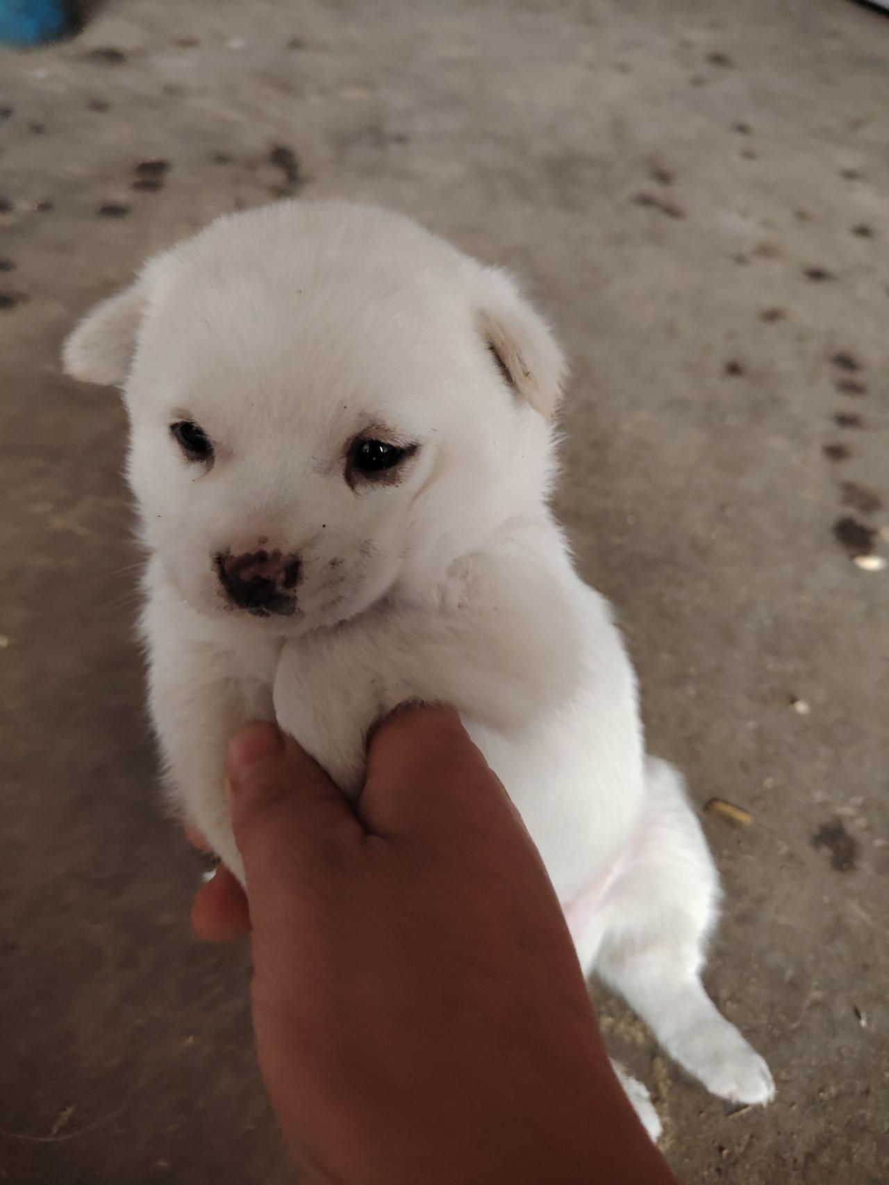 晒图笔记大赛 小奶狗，真可爱，被抱得紧紧的。